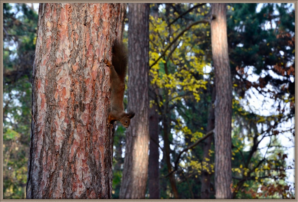 photo "***" tags: nature, park, squirrel