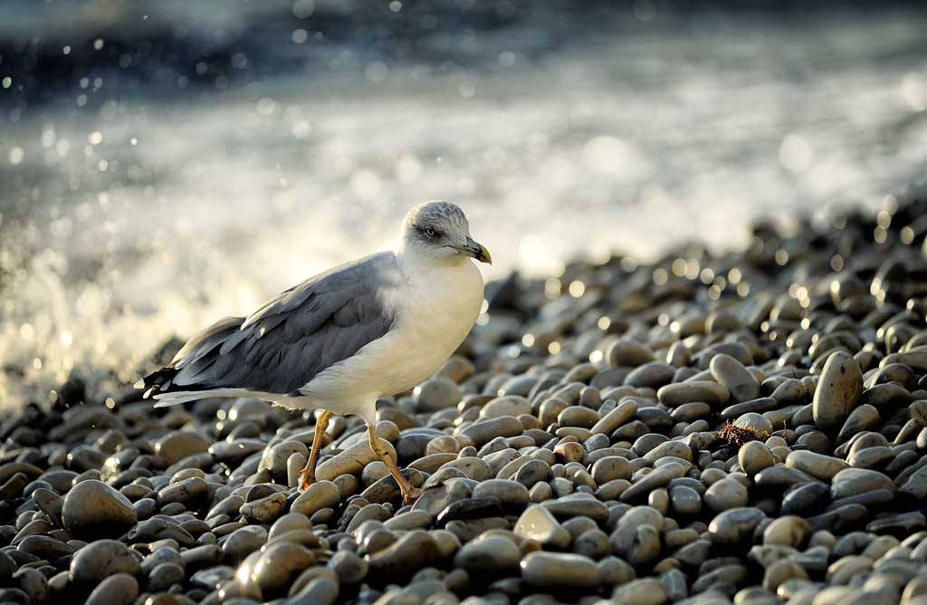 photo "***" tags: nature, sea, sunset, брызги, волна, чайка