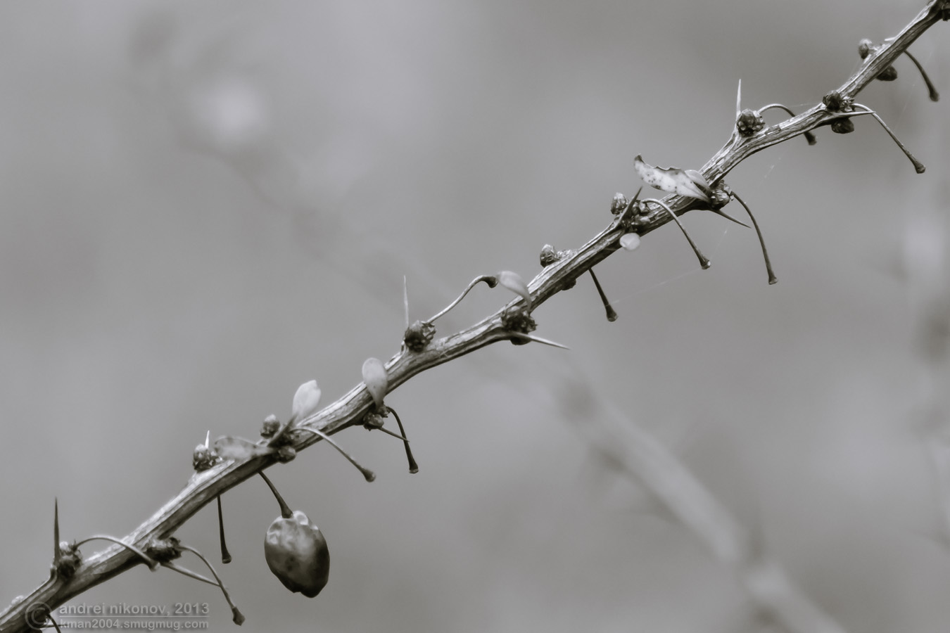 photo "* * *" tags: nature, black&white, 