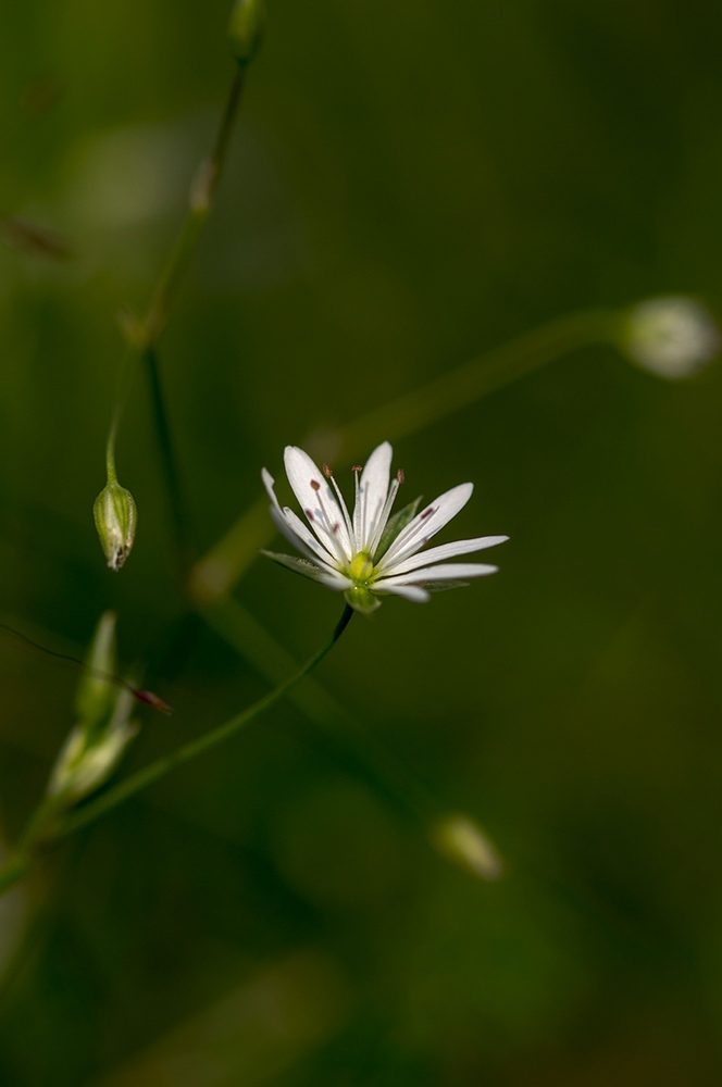 photo "***" tags: macro and close-up, nature, flowers, forest, summer, Нижний Тагил