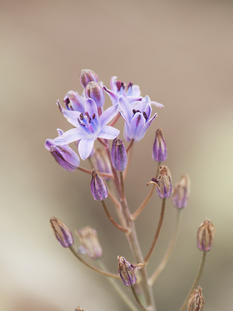 photo "***" tags: macro and close-up, flowers