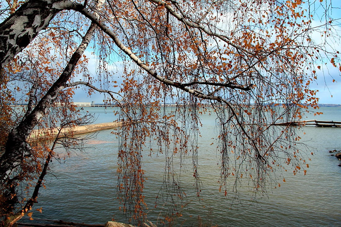 photo "***" tags: landscape, water, Берёза, желтый лист