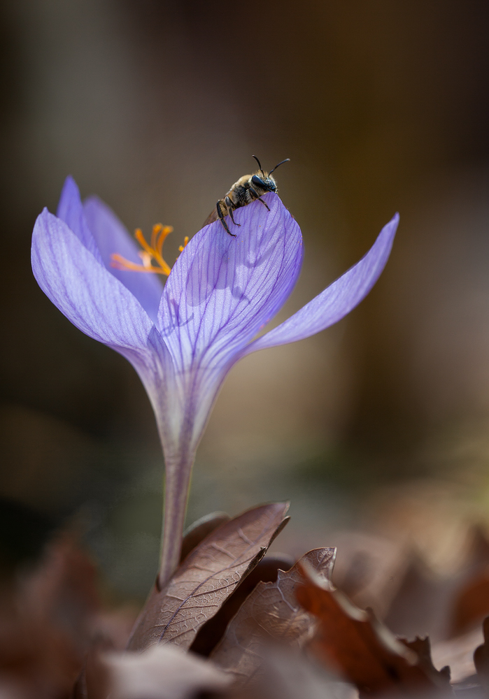 photo "***" tags: macro and close-up, 