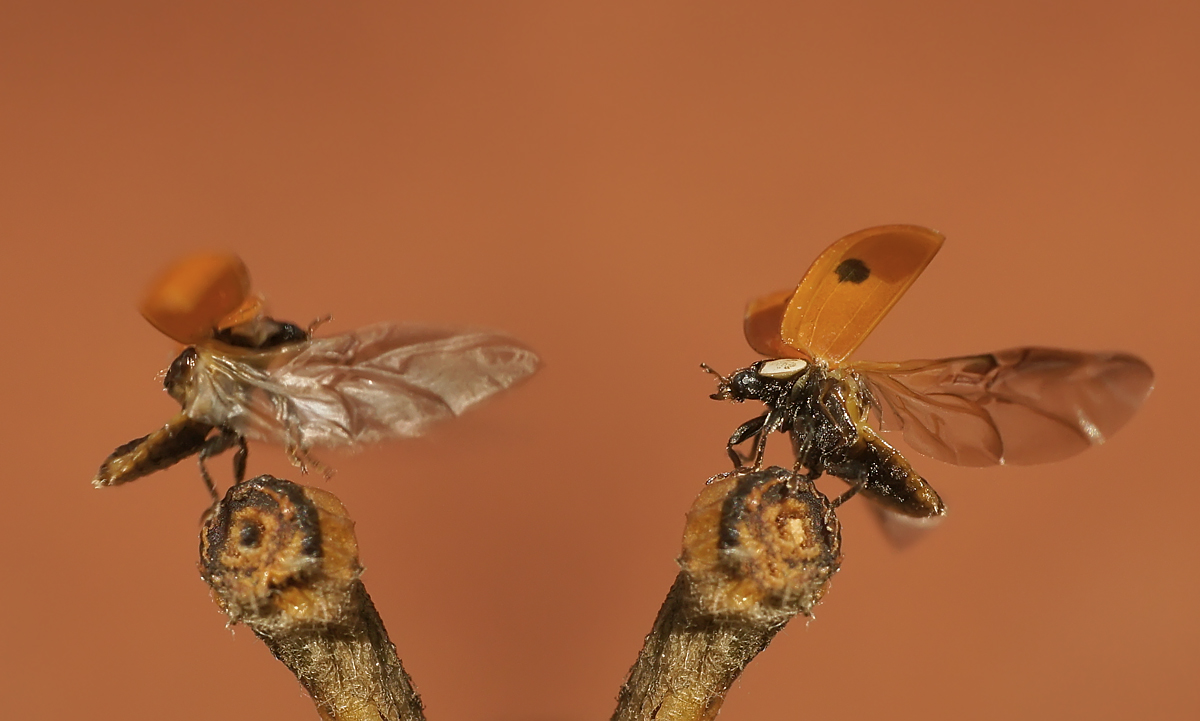 photo "***" tags: macro and close-up, nature, montage, божья коровка, макро