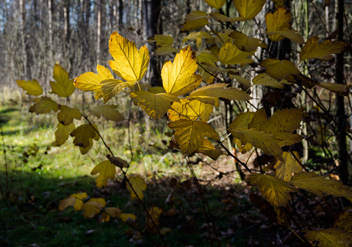 фото "Первый день ноября" метки: макро и крупный план, лес, осень