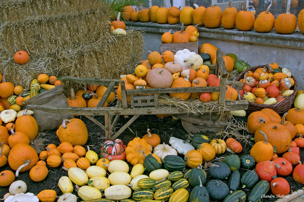 photo "Season of Pumpkins" tags: nature, 