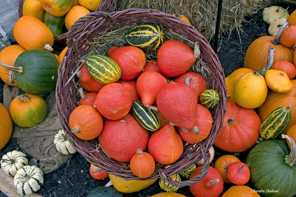 фото "Pumpkins" метки: природа, 