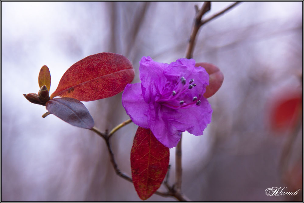 photo "***" tags: nature, autumn, flowers, краски.