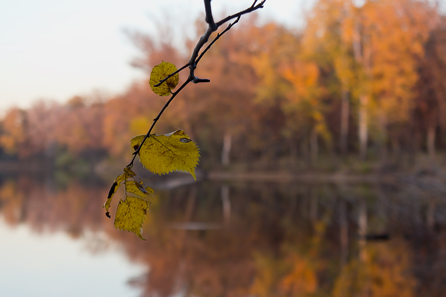 photo "***" tags: landscape, nature, fragment, Dnieper, Ukraine, forest, gulf, leaf, Запорожье, октябрь