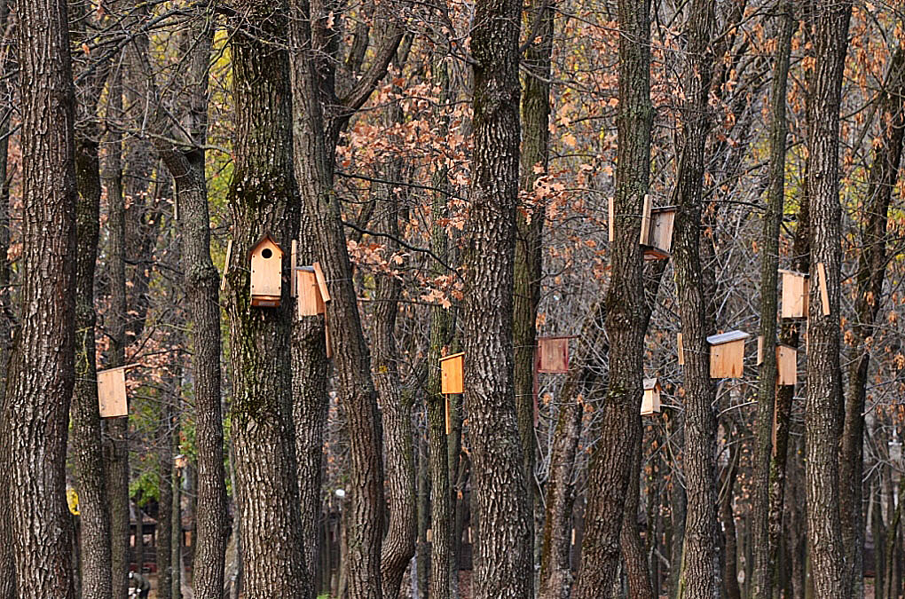 фото "Покинутые..." метки: природа, 