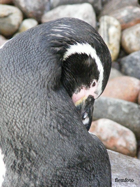 photo "Penguin" tags: nature, 