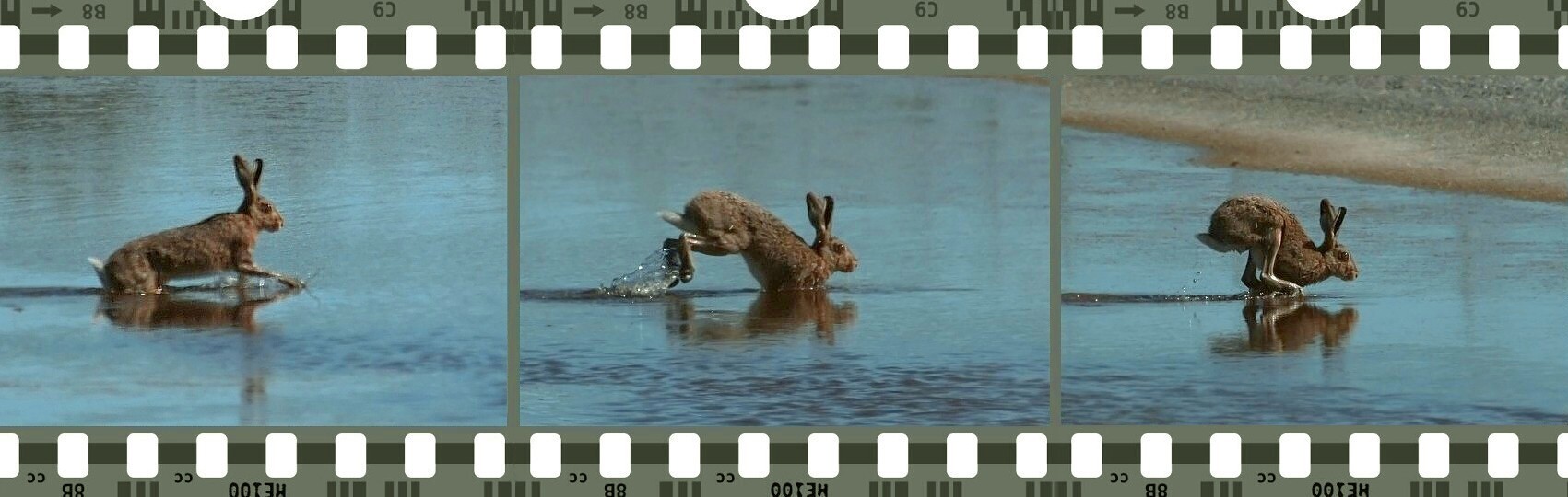 photo "Water Rabbit" tags: nature, 