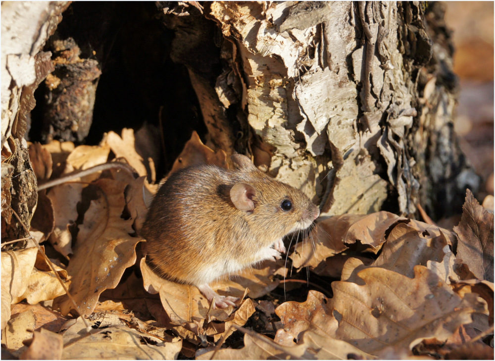 фото "Мышь лесная." метки: природа, 