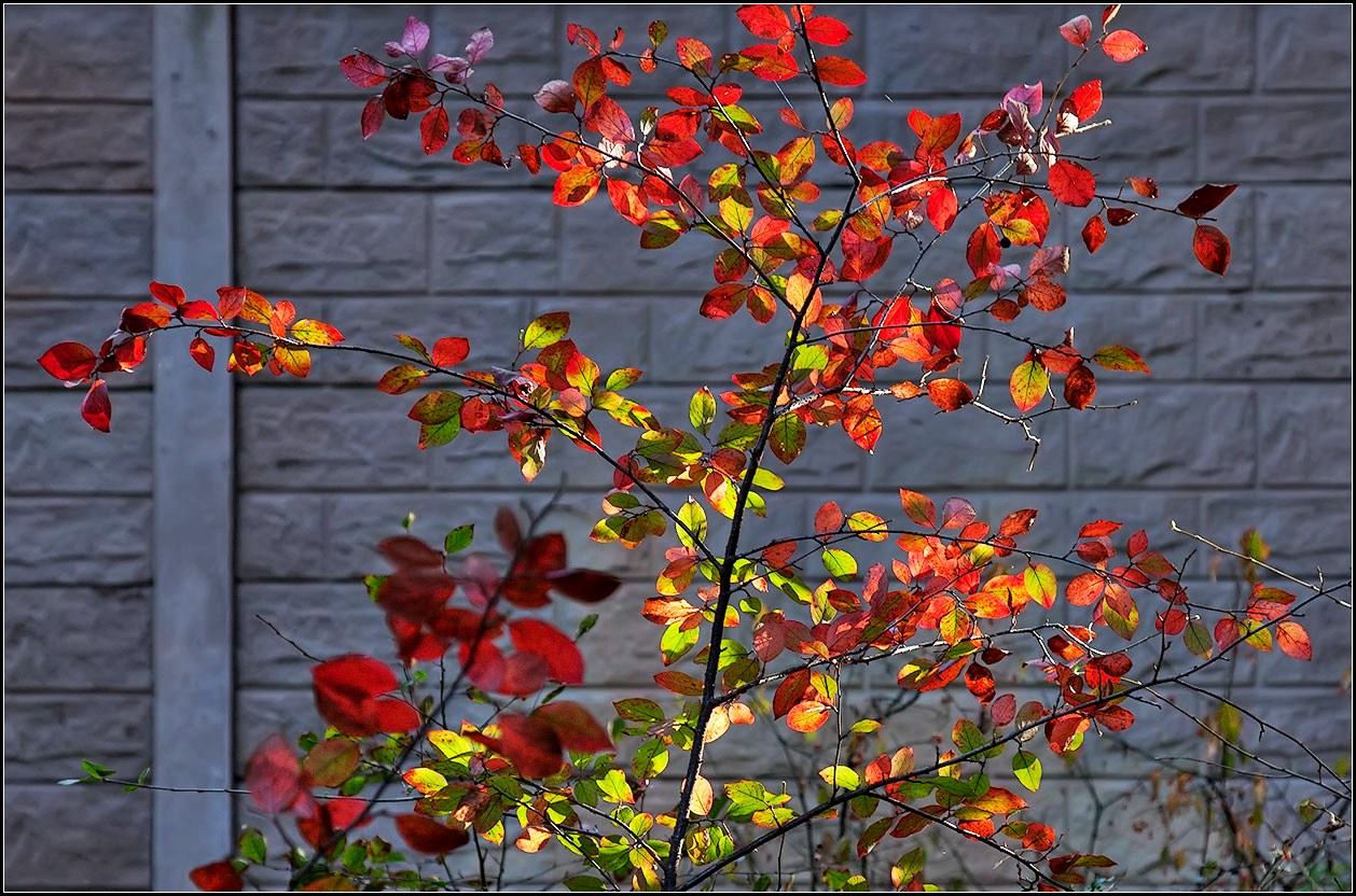 photo "autumn bush" tags: nature, misc., 