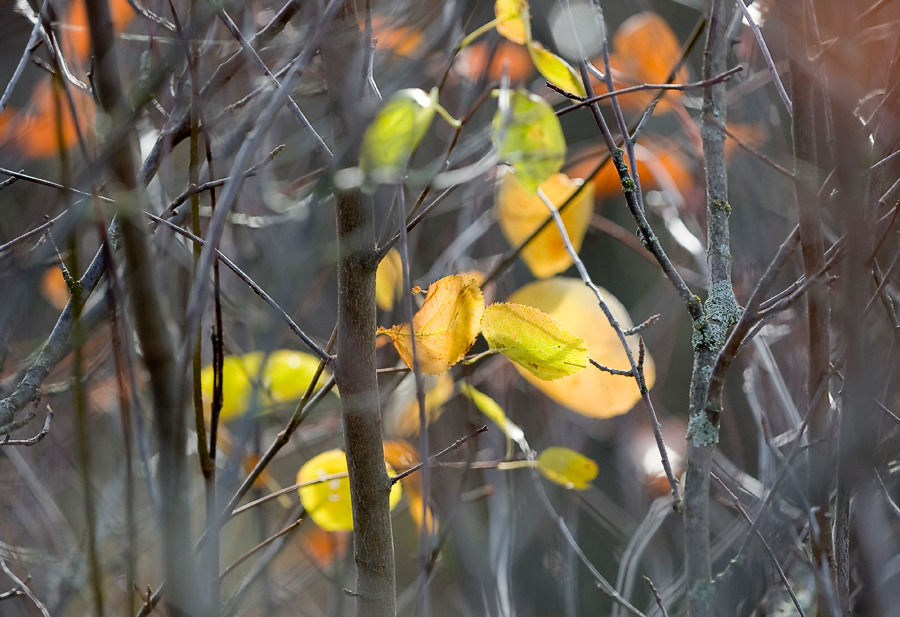 photo "***" tags: nature, autumn