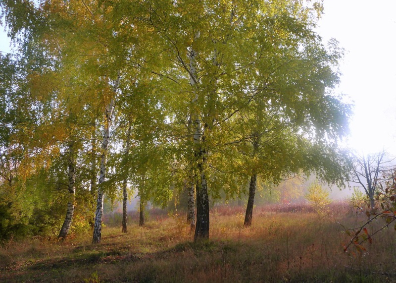фото "утренняя.." метки: пейзаж, природа, путешествия, дерево, осень