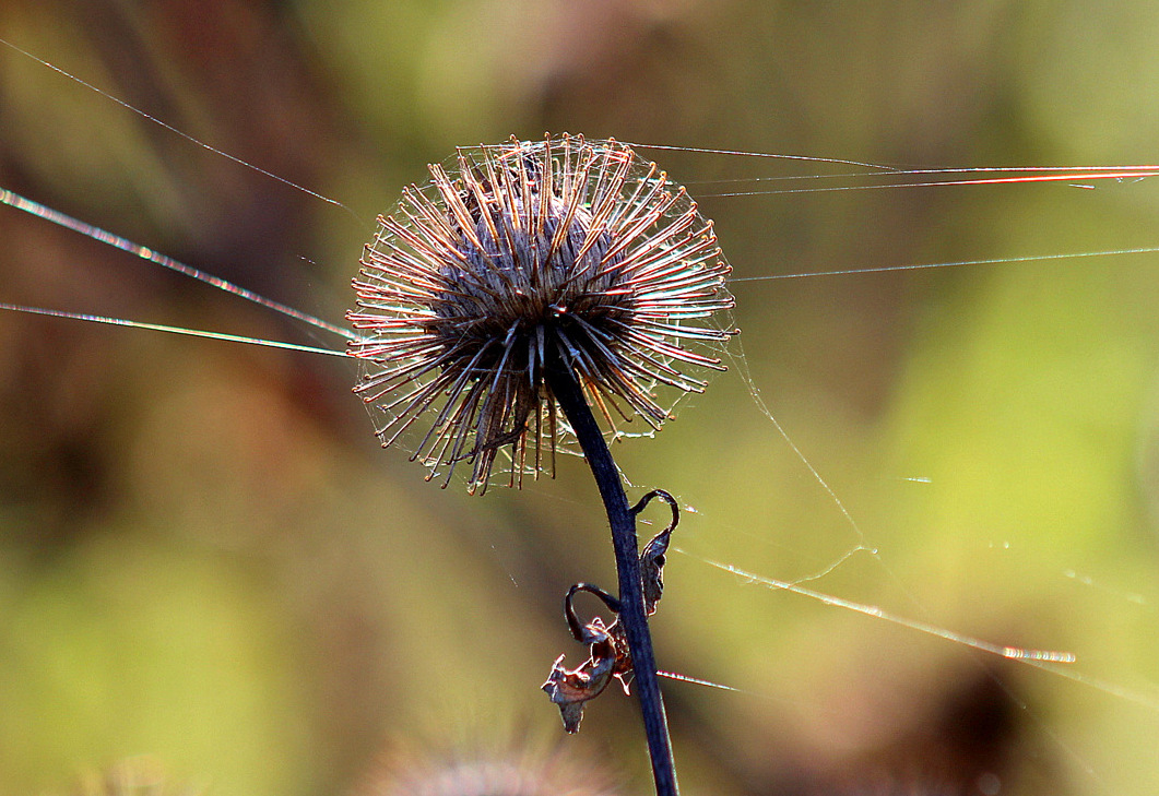 photo "***" tags: nature, macro and close-up, 