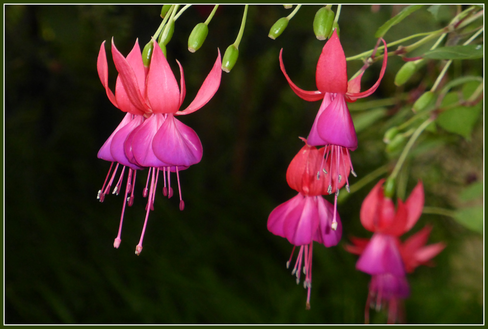 photo "Fuchsia" tags: nature, macro and close-up, still life, flower, fuchsia