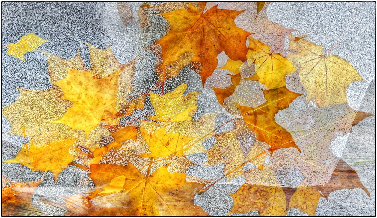 photo "autumn leaves" tags: digital art, misc., 
