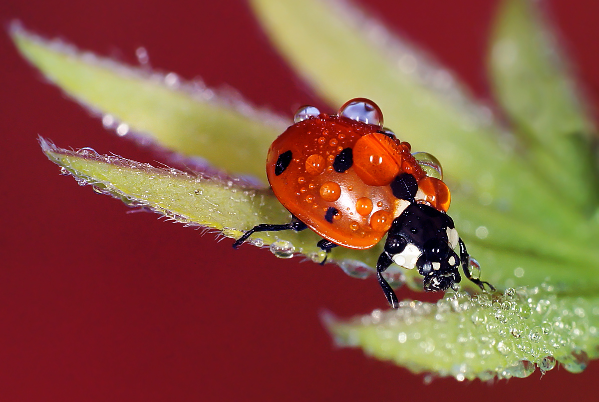 photo "***" tags: macro and close-up, nature, insect, божья коровка, макро