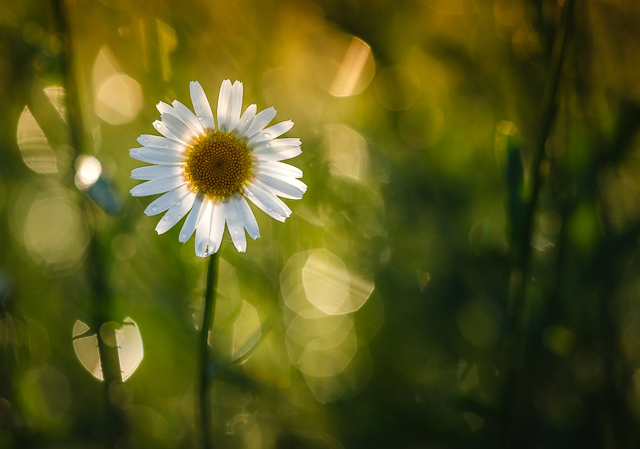 photo "***" tags: macro and close-up, nature, light, ромашки, цветок