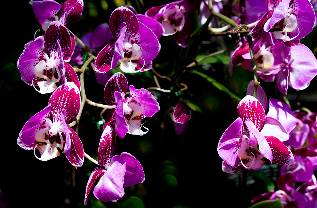 фото "Ожерелье" метки: природа, макро и крупный план, orchids, цветы