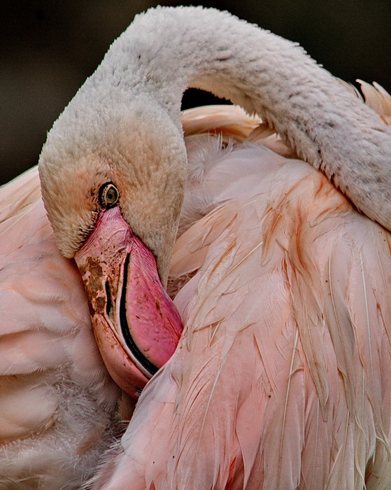 фото "Грустный портрет в розовом" метки: природа, портрет, фламинго птица розовый грусть