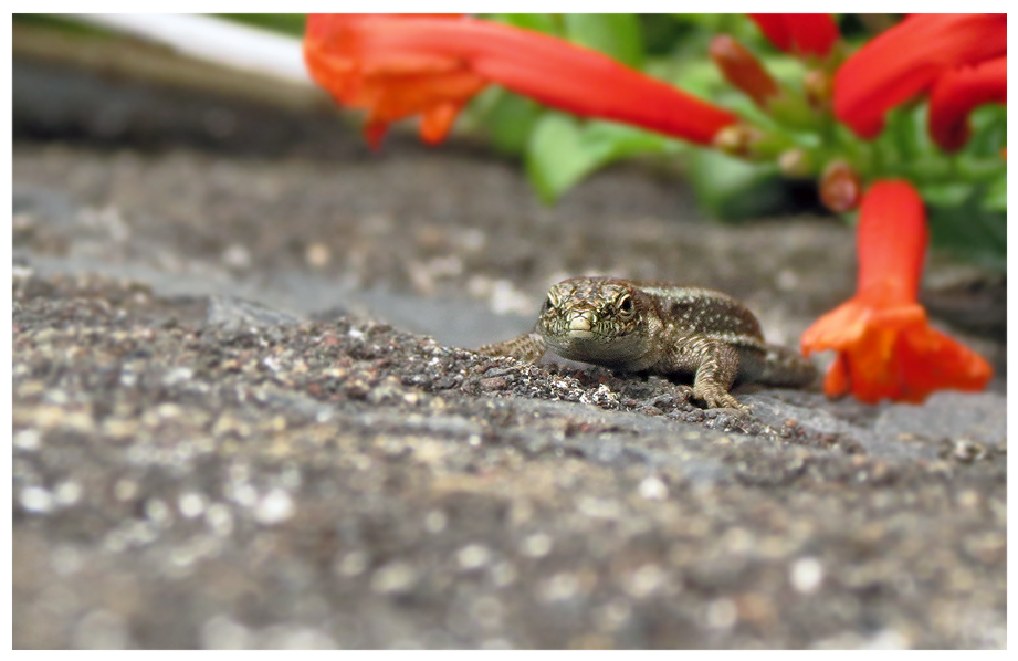 photo "***" tags: macro and close-up, nature, forest, summer, wild animals