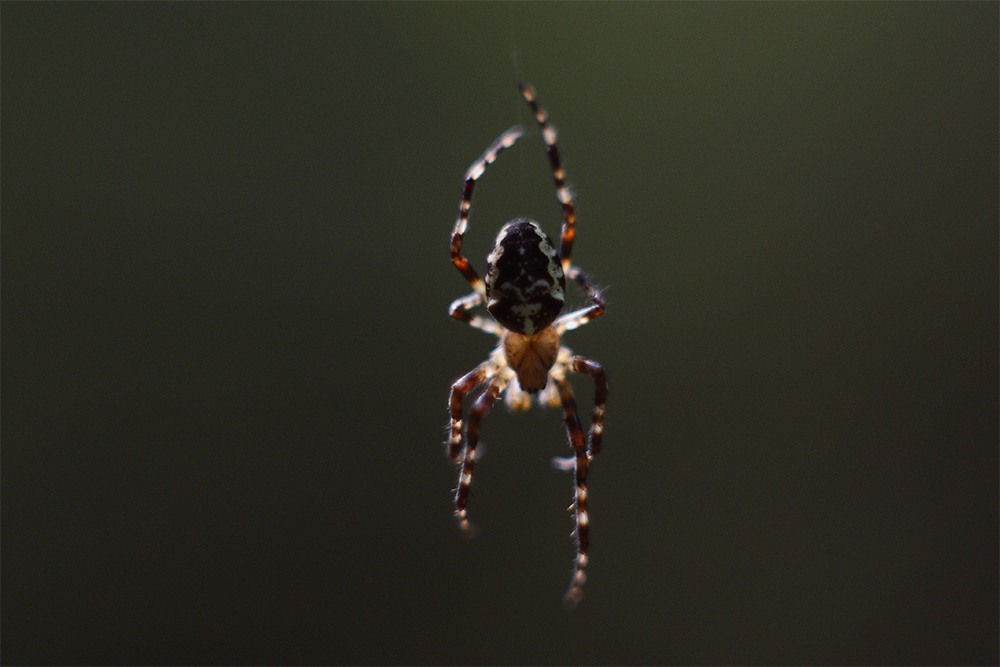 photo "***" tags: macro and close-up, nature, макро