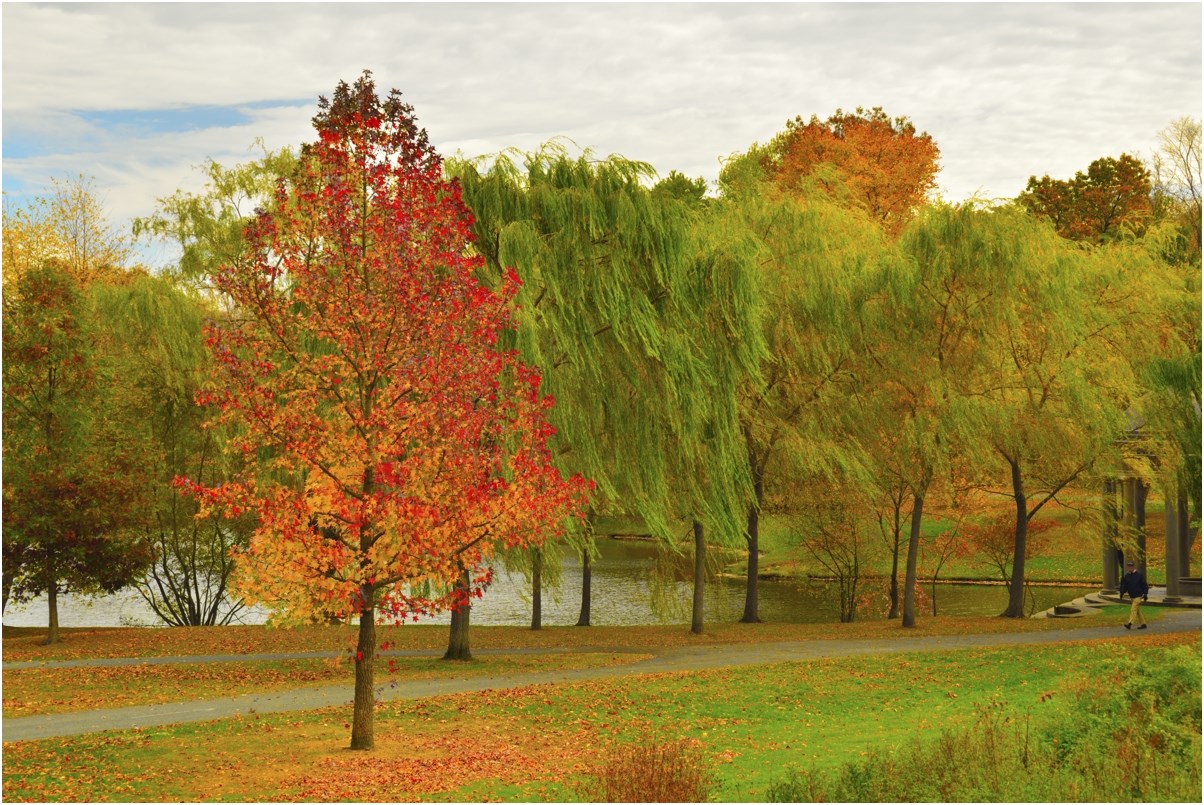photo "oily colors of autumn" tags: landscape, 