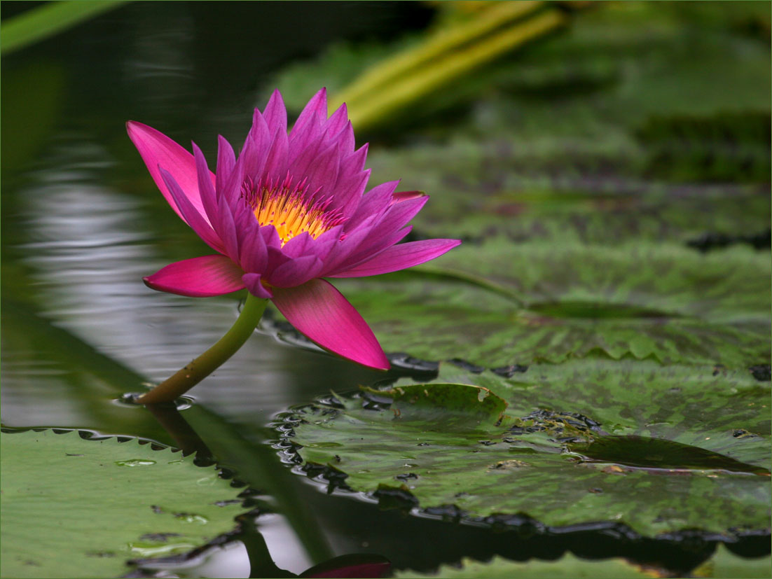 photo "***" tags: nature, flowers