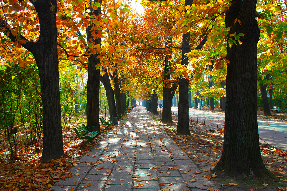 фото "***" метки: пейзаж, город, alley, parks, trees, Бухарест, осень