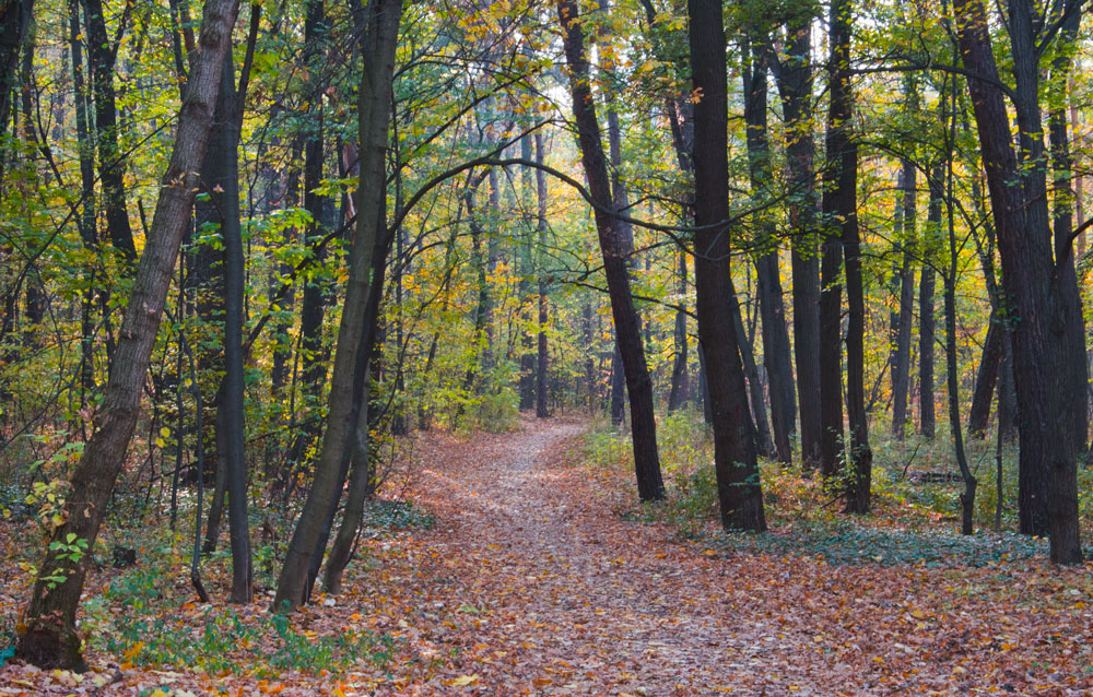 photo "***" tags: nature, autumn, park, тропа