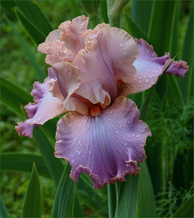 photo "***" tags: nature, flowers, summer, Ирис 