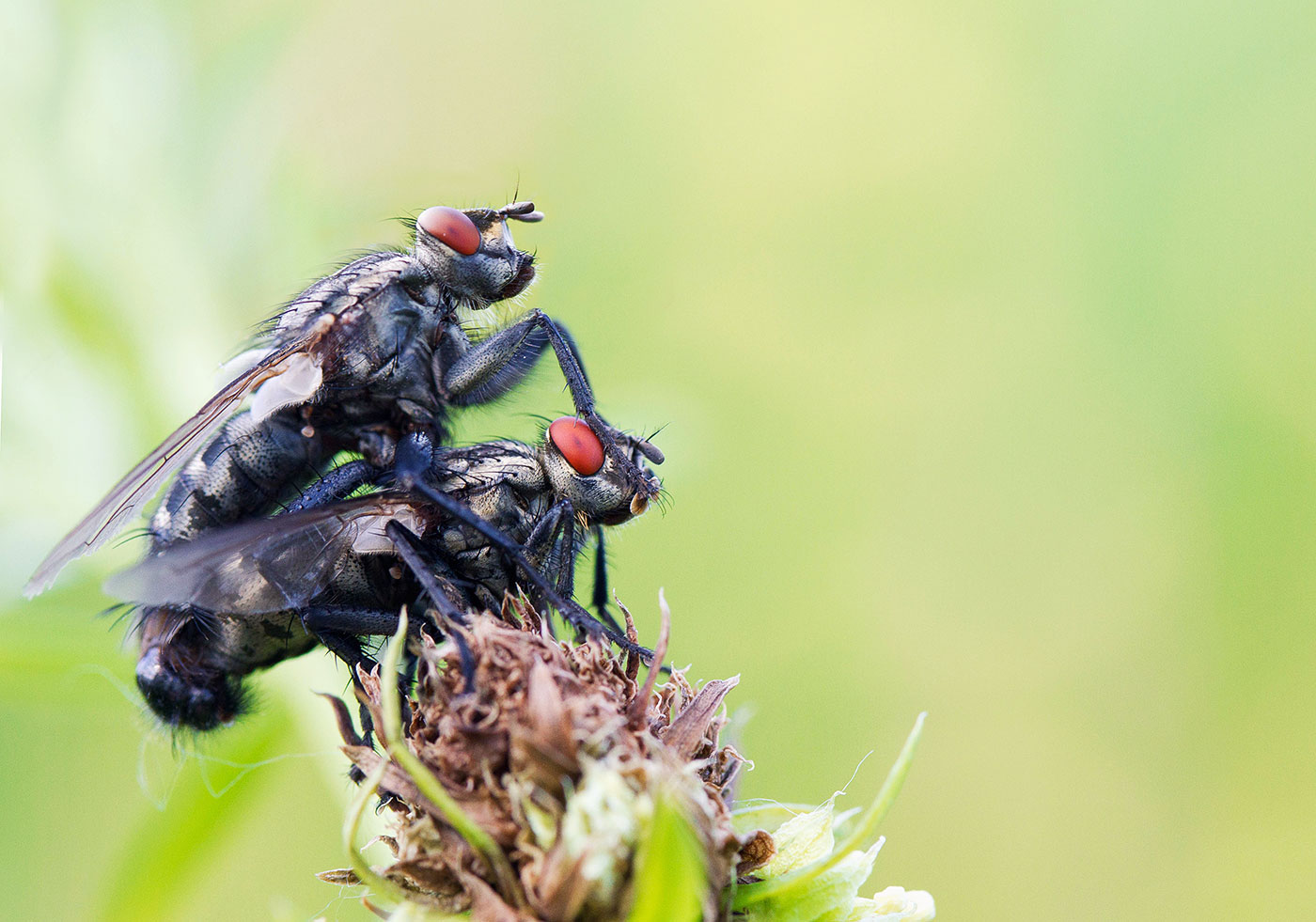 photo "***" tags: nature, macro and close-up, 