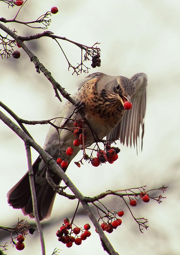 photo "***" tags: nature, 