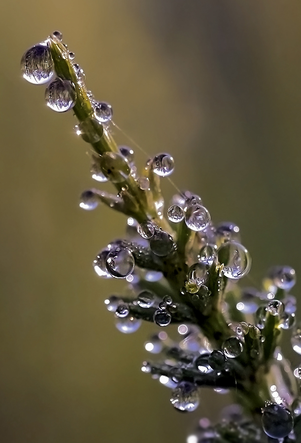 photo "***" tags: macro and close-up, nature, Новый Год, украшения, ёлочка