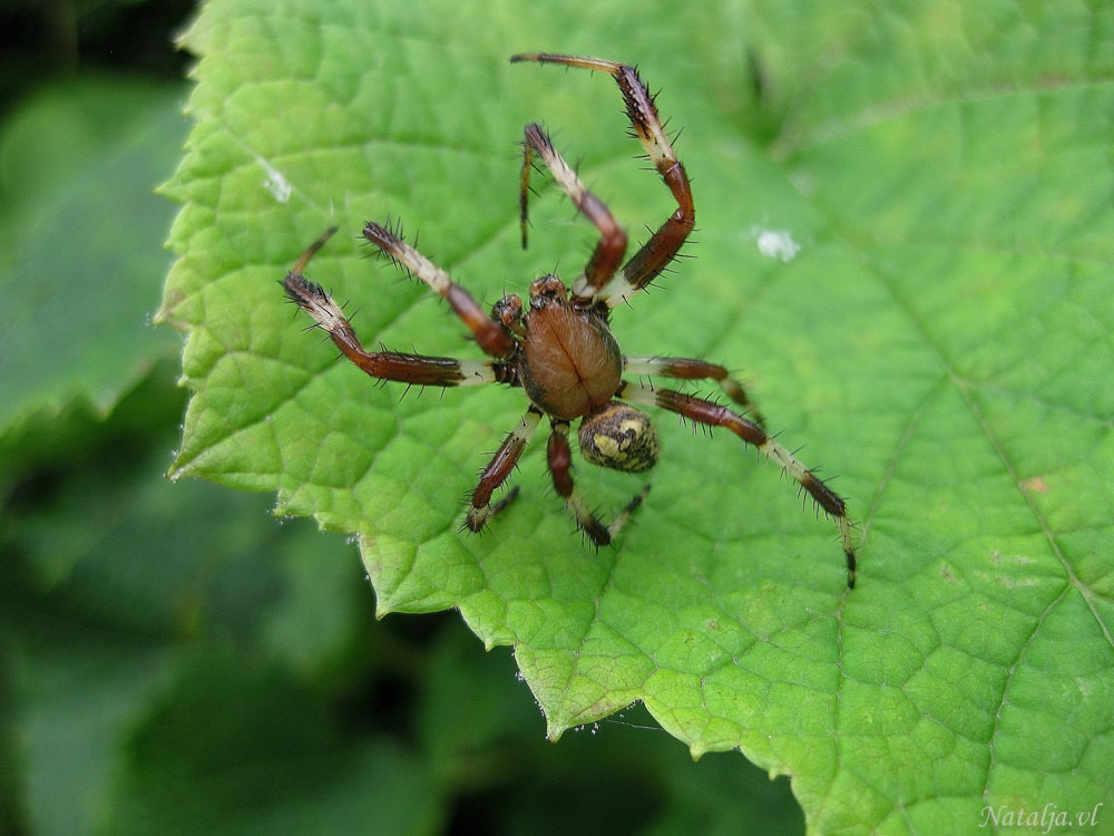 photo "***" tags: nature, macro and close-up, spider, Насекомые