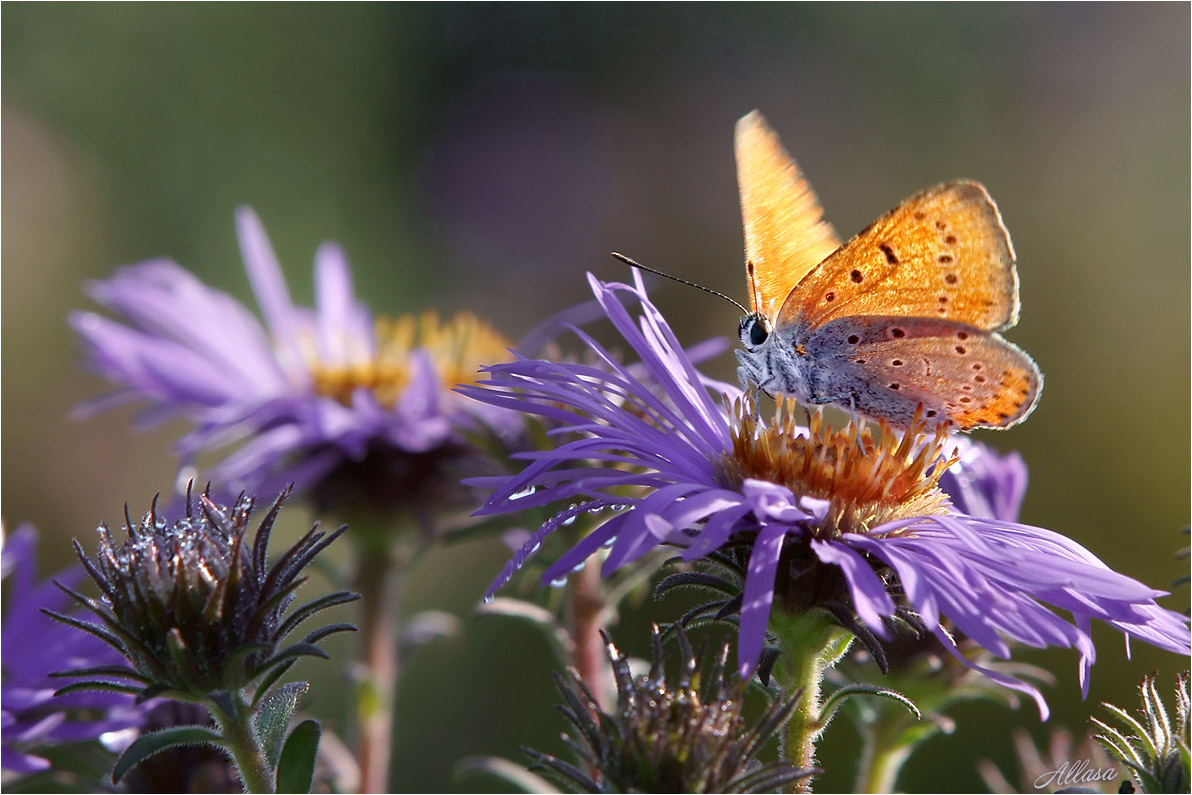 photo "***" tags: macro and close-up, nature, fragment, 