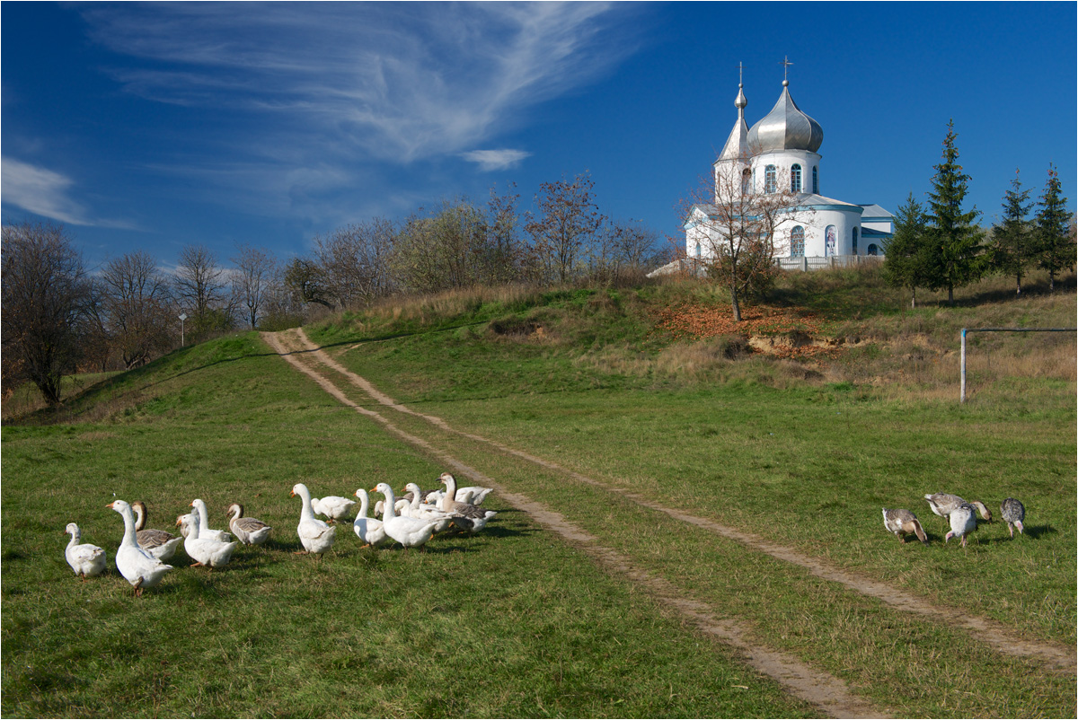 фото "Вдали от шума городского" метки: пейзаж, путешествия, гуси, дорога, осень, провинция, сельское, церковь