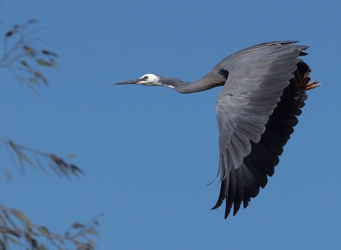 photo "White-faced Egret" tags: nature, 