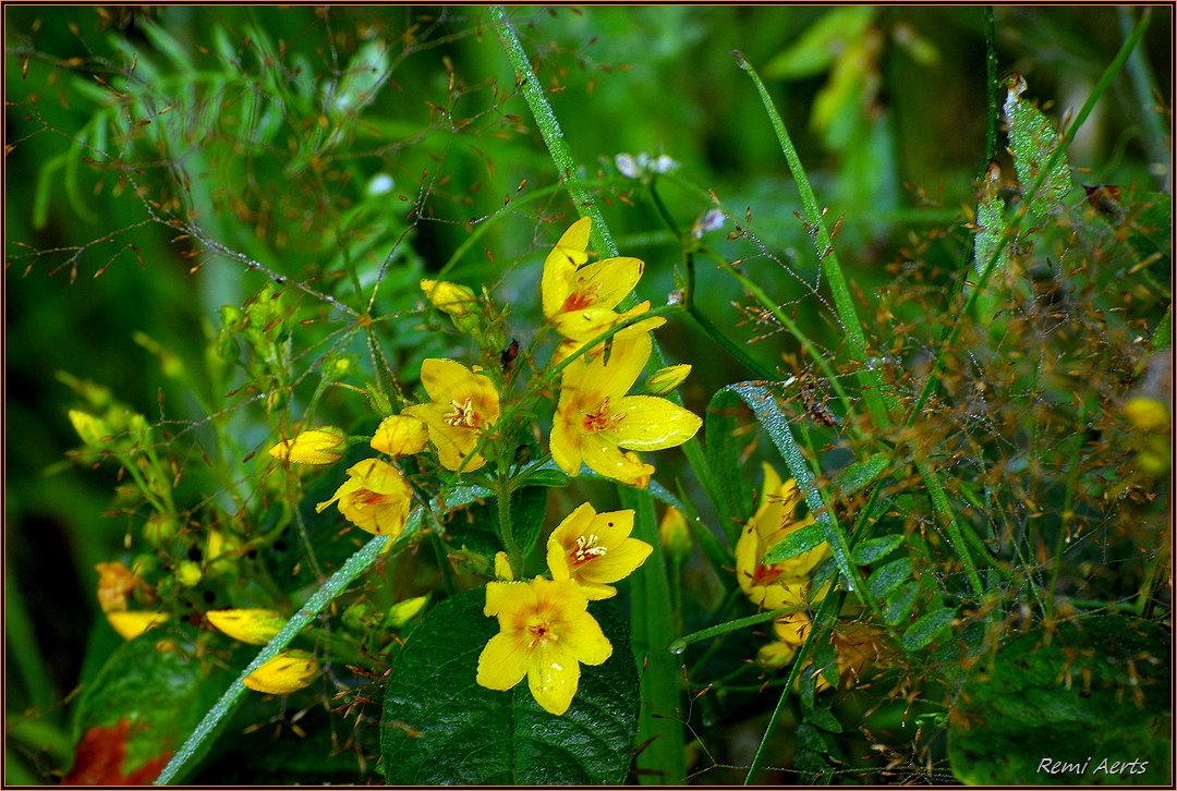 photo "***" tags: nature, flowers, summer