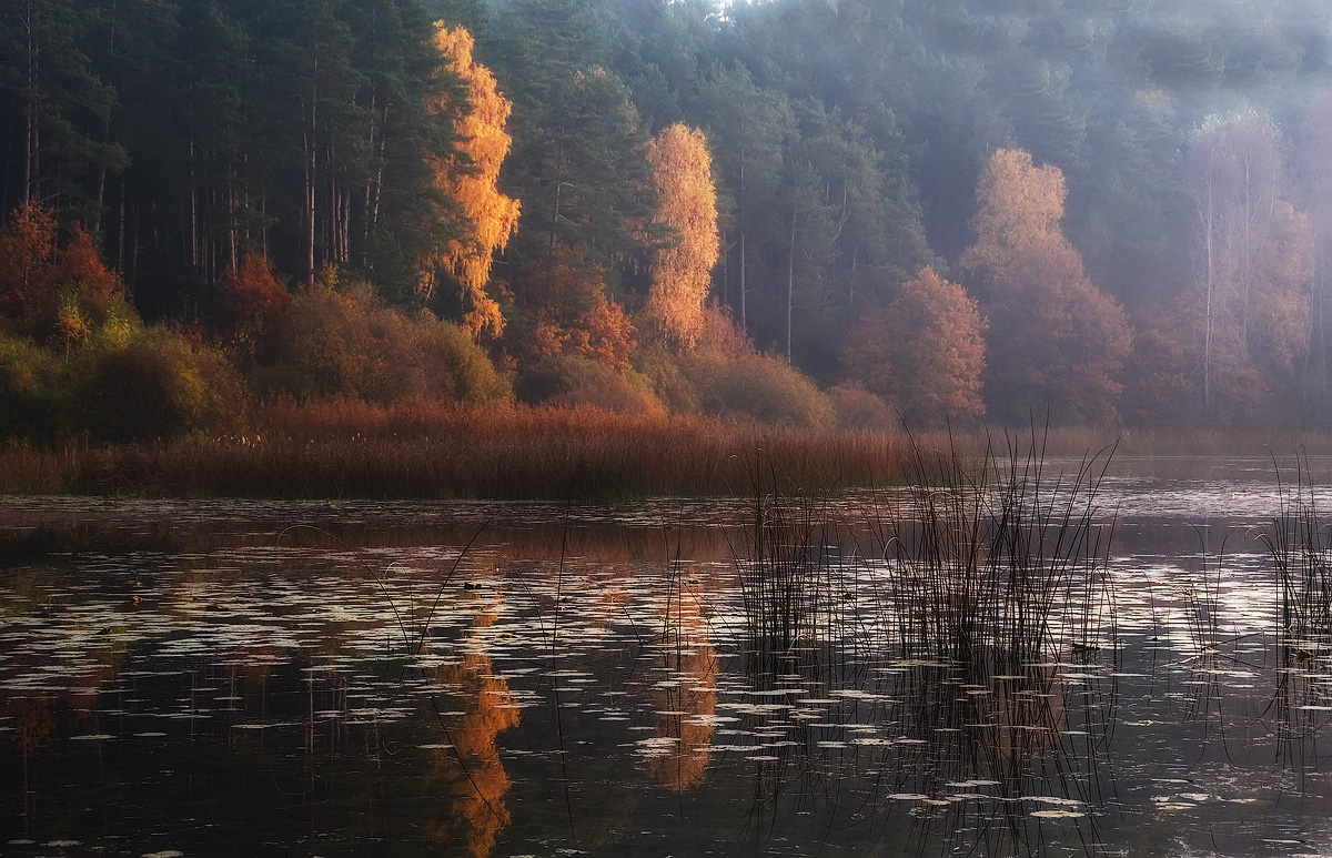 photo "Autumn's coloured quietness" tags: , 