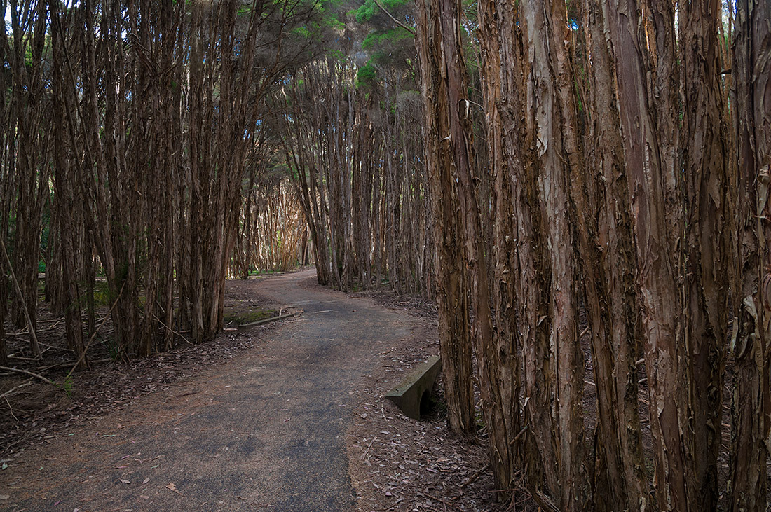 фото "лес густой" метки: природа, forest, trees, walk