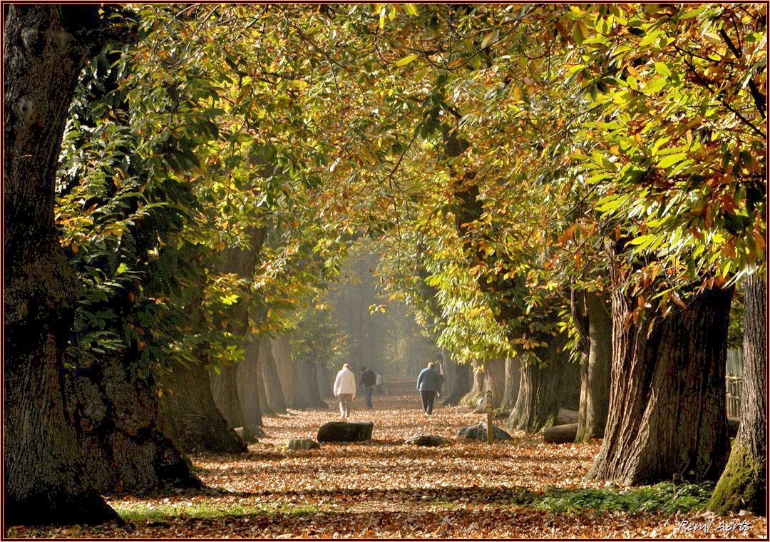 photo "***" tags: landscape, nature, street, autumn