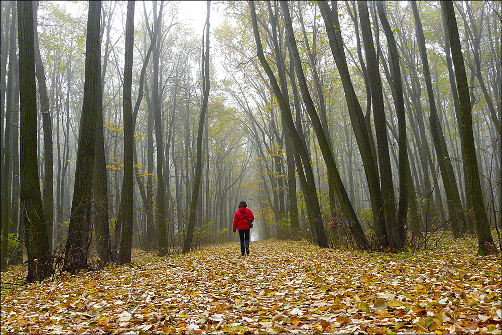 photo "***" tags: landscape, nature, autumn, fall, forest, romania, trees, walk