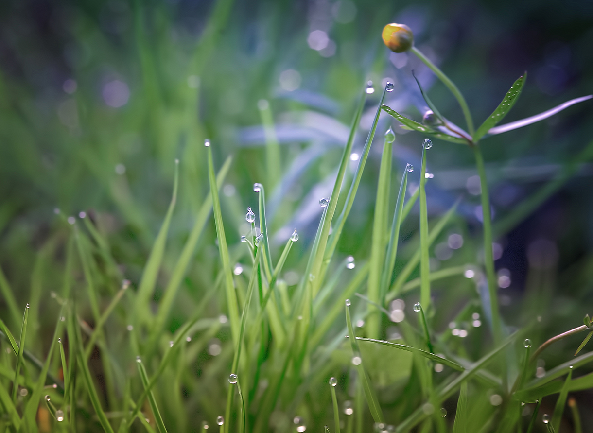 photo "***" tags: nature, macro and close-up, 