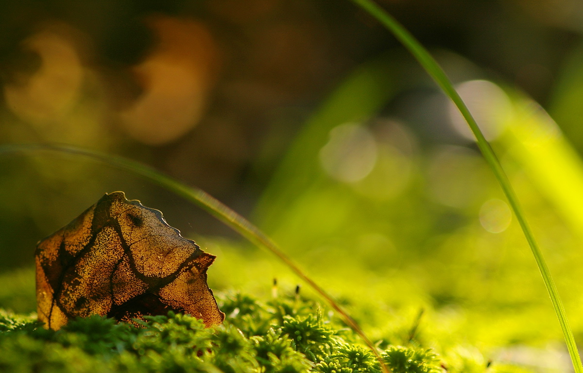 photo "***" tags: nature, 