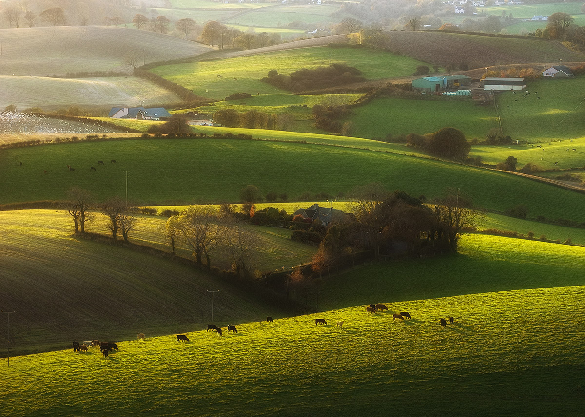 photo "Cows and birds" tags: landscape, 