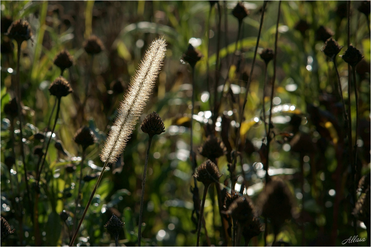 photo "***" tags: nature, 